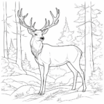 Rentier im Wald Ausmalbild und Malvorlage