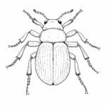 Käfer mit Fühlern Ausmalbild und Malvorlage